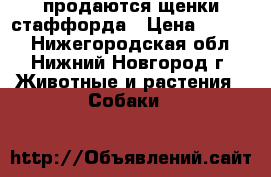 продаются щенки стаффорда › Цена ­ 6 000 - Нижегородская обл., Нижний Новгород г. Животные и растения » Собаки   